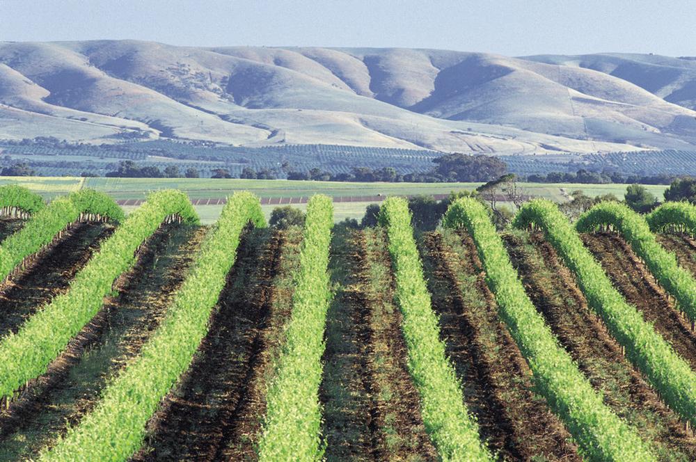 kangarilla septic tank pumping